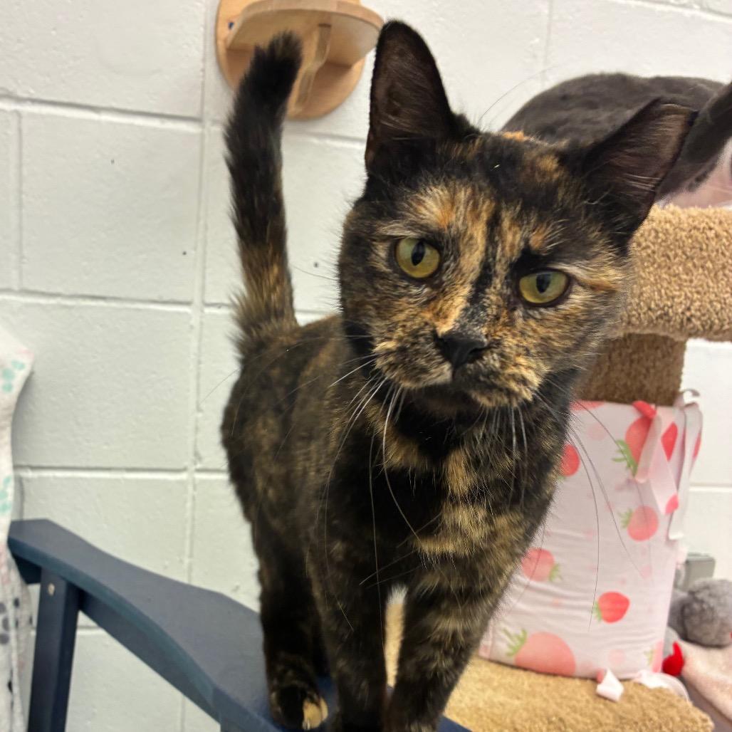 Sienna, a Adoptable Domestic Short Hair in Dayton, OH image 6/6