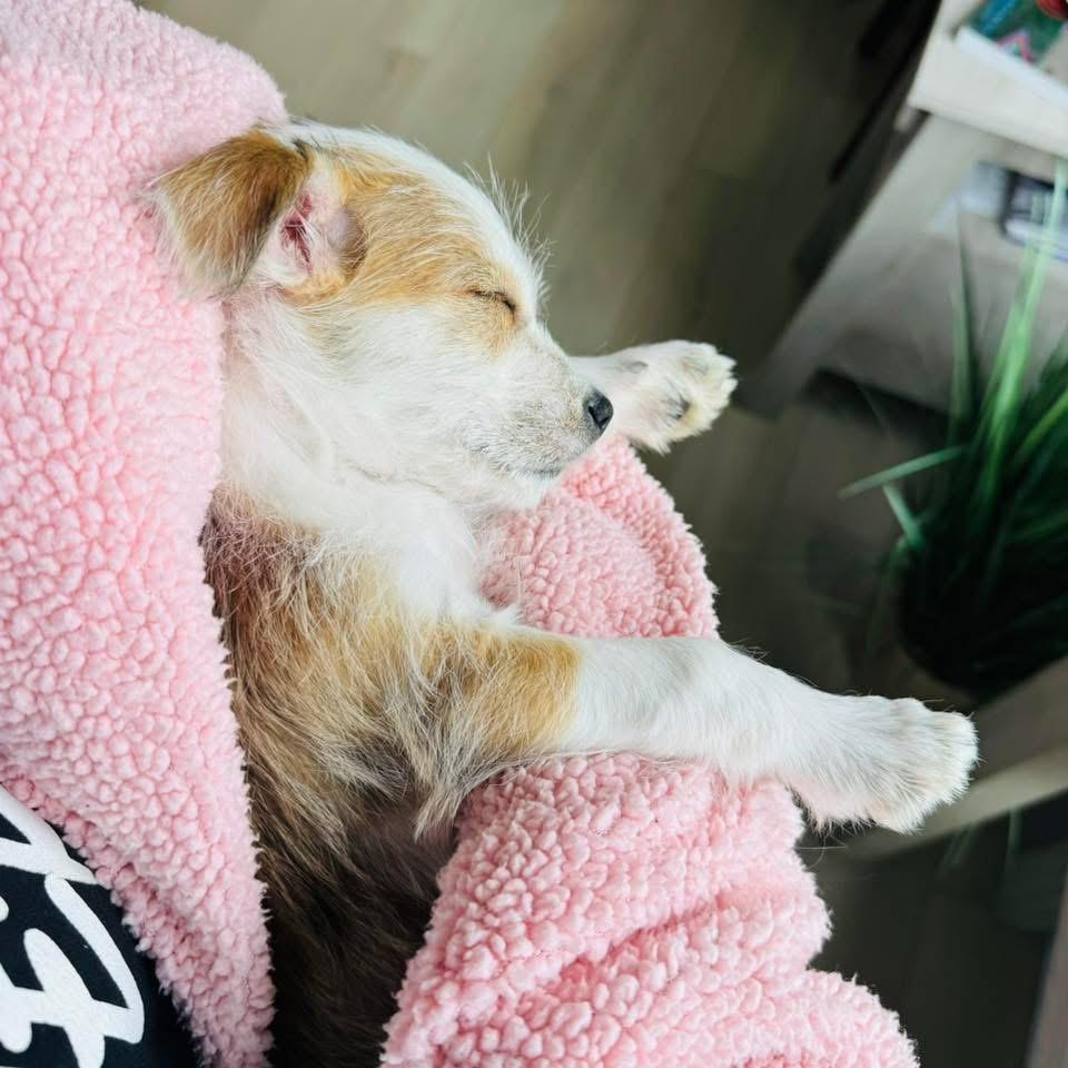 Riley, Adopted, Puppy Female Chihuahua.