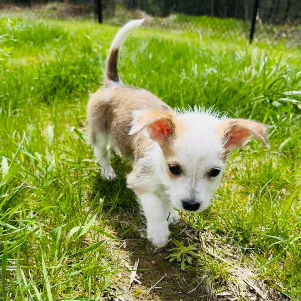 Enlarge Riley, a Adopted Chihuahua in Bristol, WI image 2/6