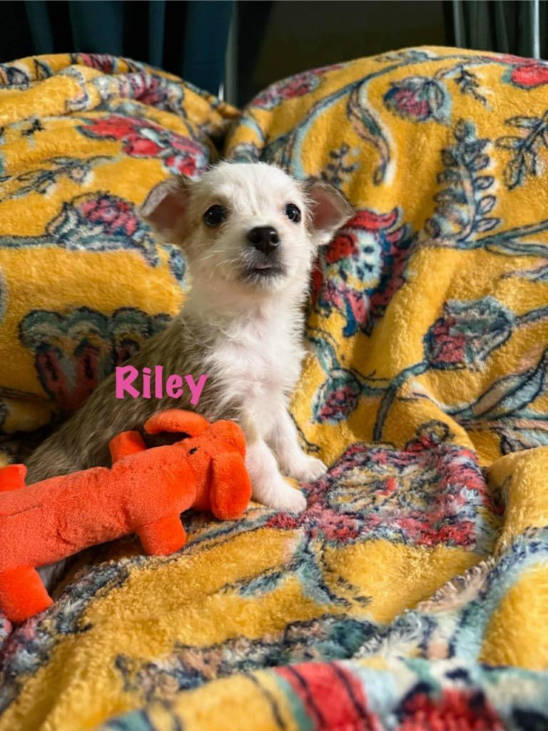 Enlarge Riley, a Adopted Chihuahua in Bristol, WI image 5/6