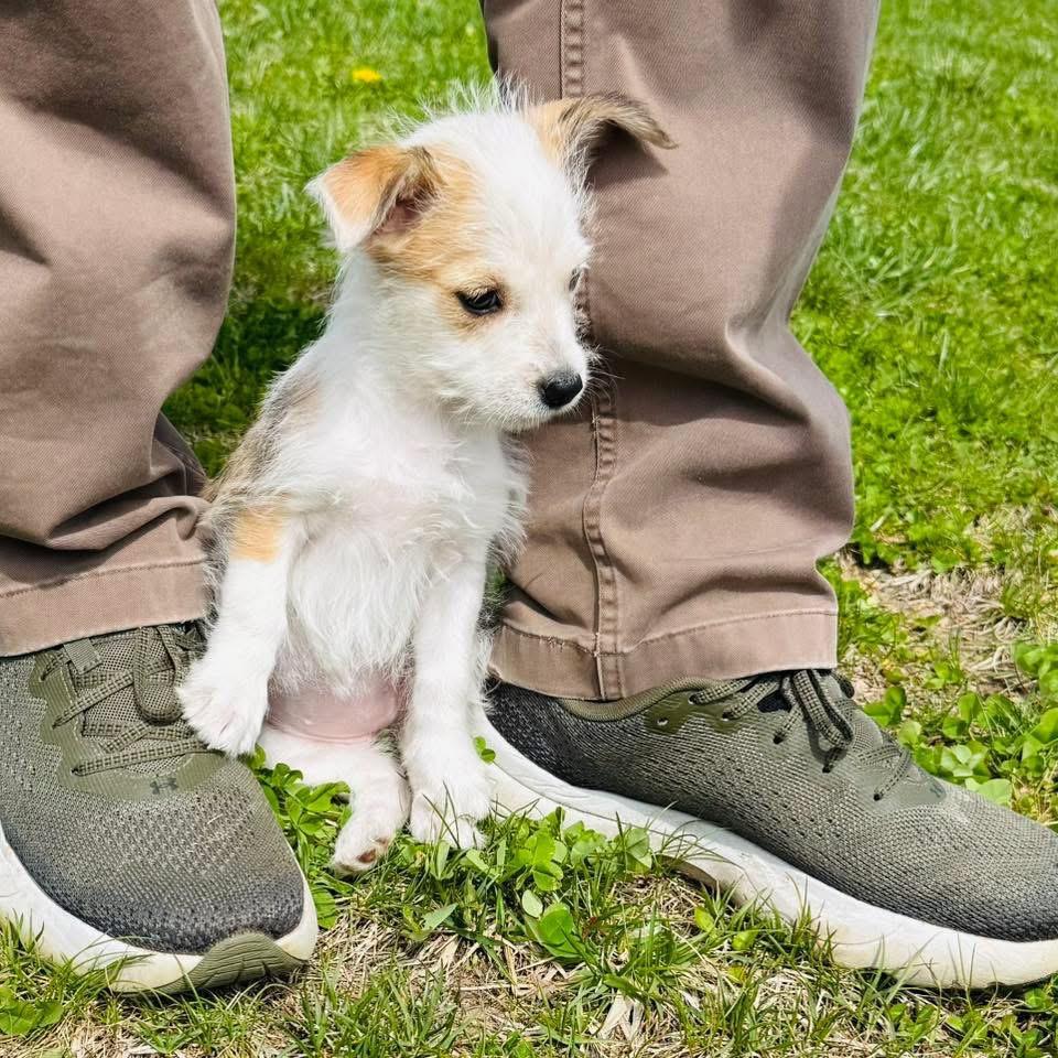 Enlarge Riley, a Adopted Chihuahua in Bristol, WI image 6/6