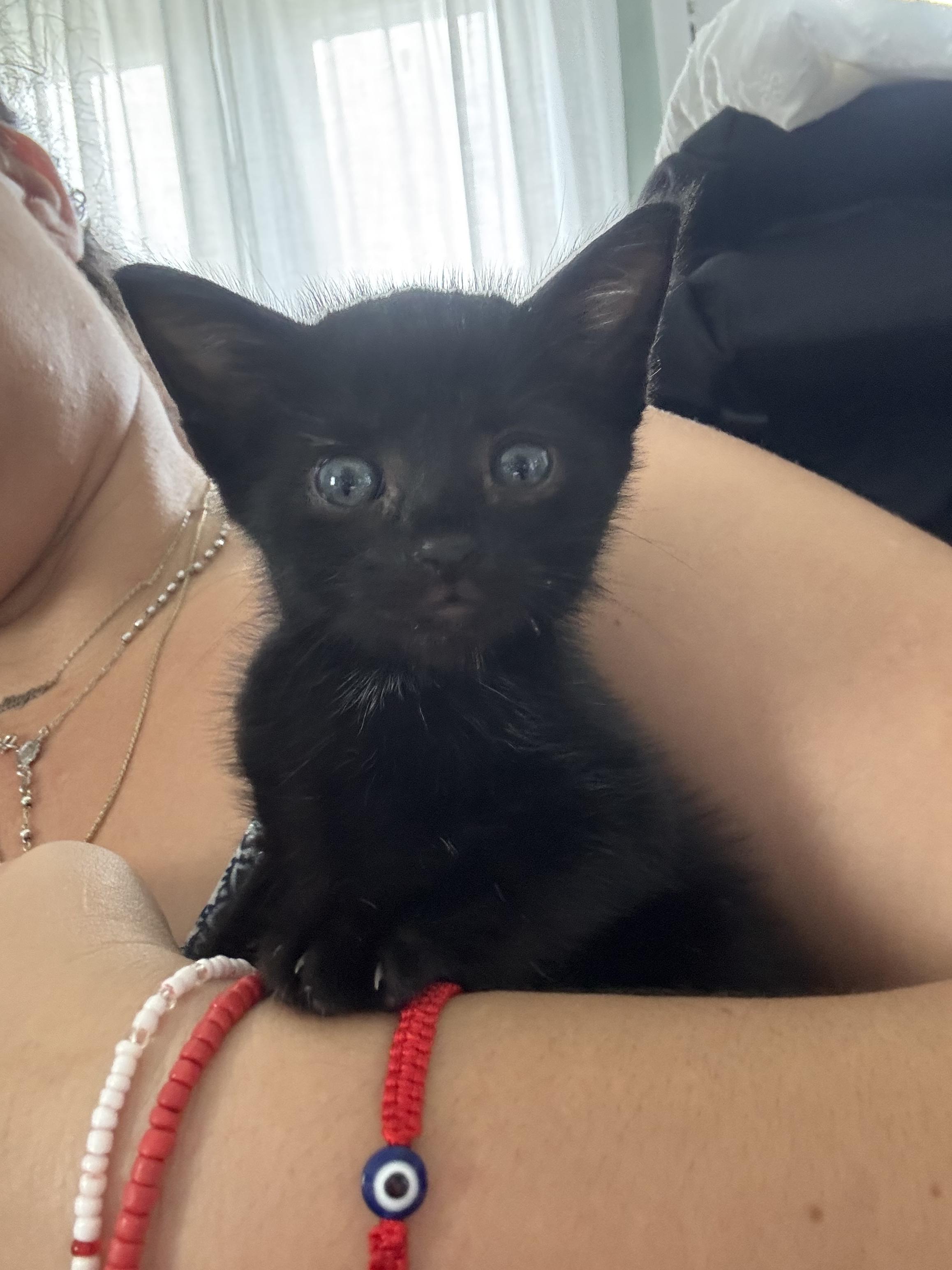 Enlarge JELLY BEAN, a Adoptable Domestic Short Hair in Huntington, NY image 3/3