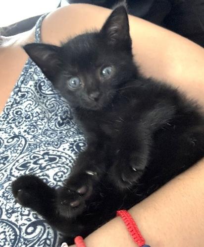 Enlarge JELLY BEAN, a Adoptable Domestic Short Hair in Huntington, NY image 1/3