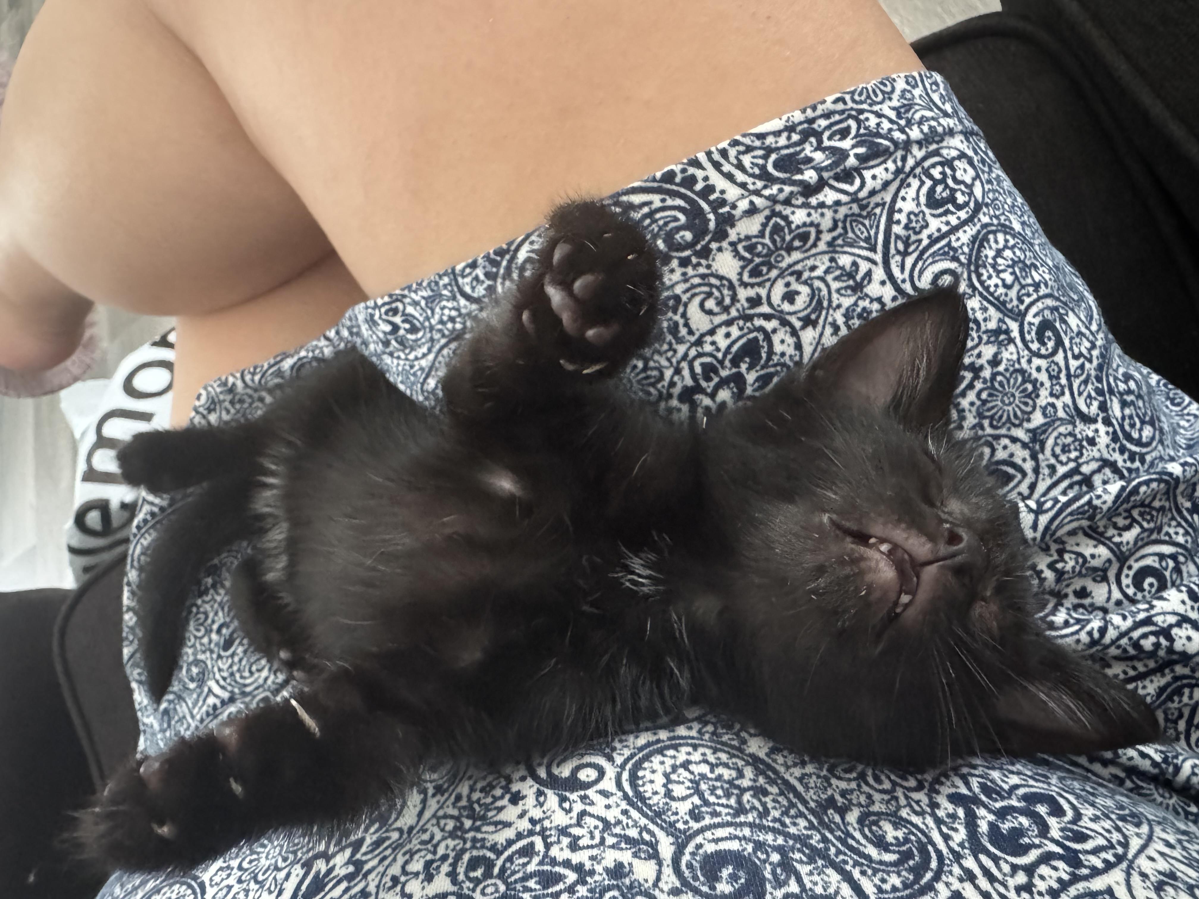 Enlarge JELLY BEAN, a Adoptable Domestic Short Hair in Huntington, NY image 2/3