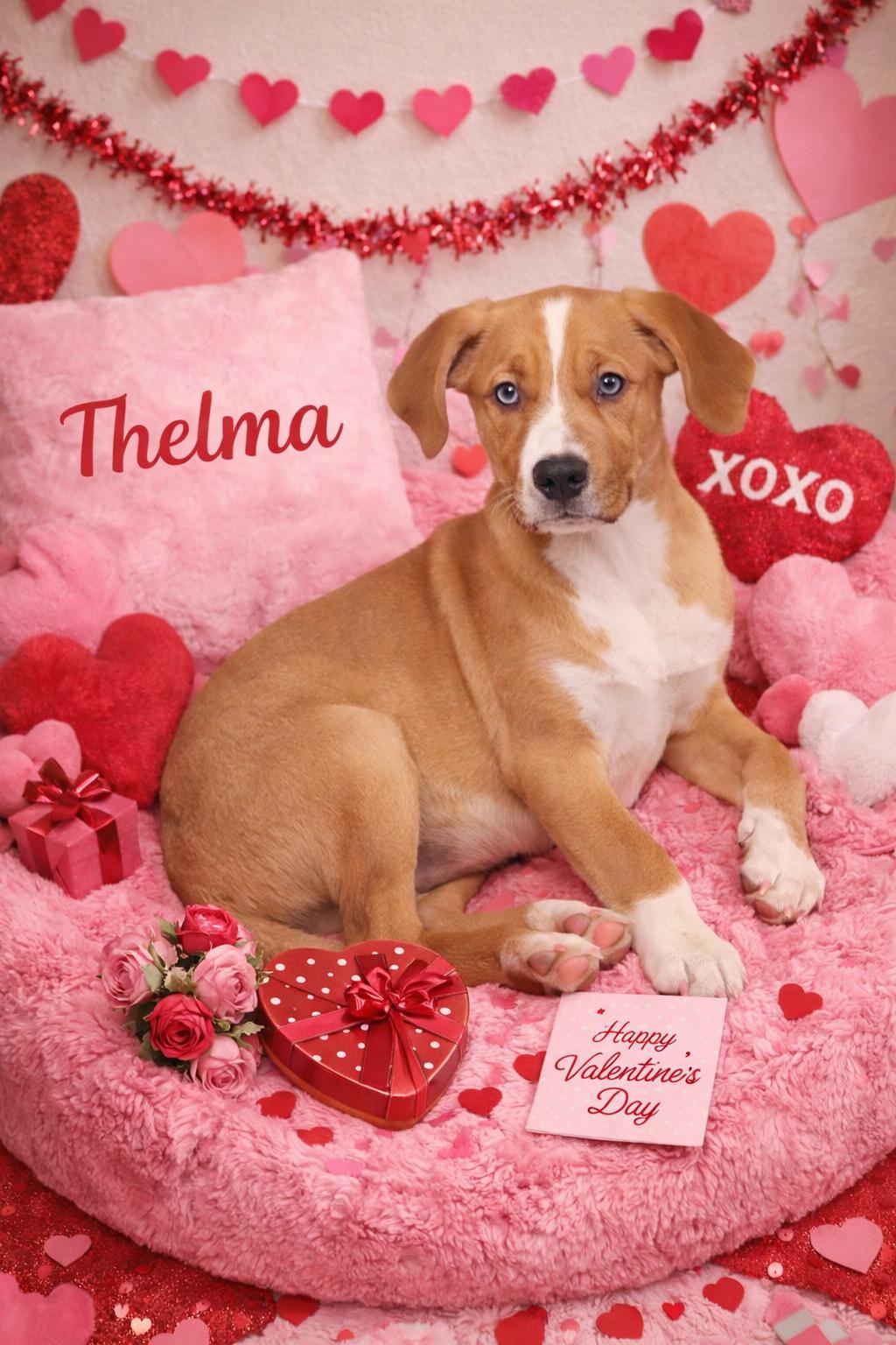 Enlarge Thelma, an adopted mixed breed in Momence, IL image 1/1