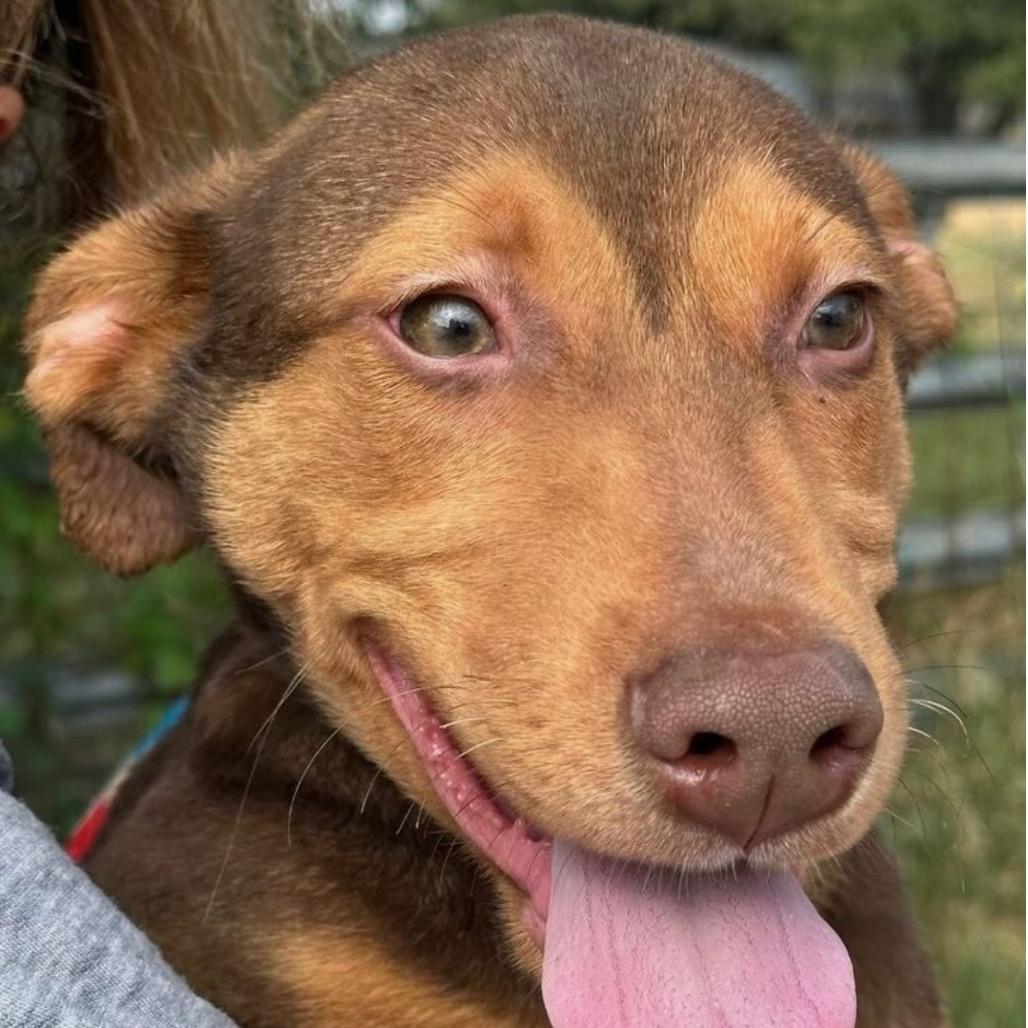 Enlarge Big Red, a Adoptable mixed breed in Hagerstown, MD image 1/1