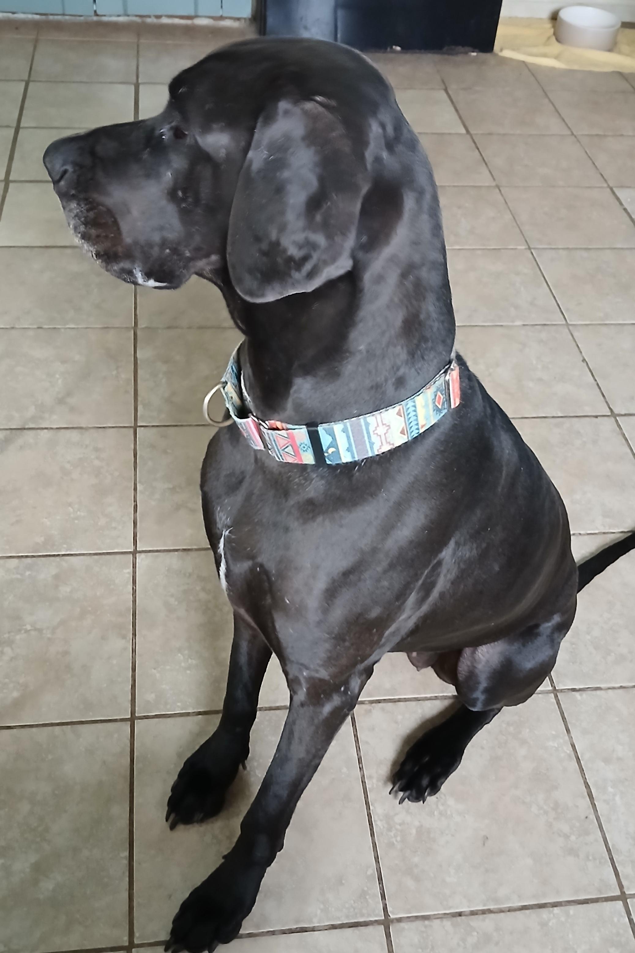 Enlarge Gracie (Great Companion Girl), a ADOPTABLE Great Dane in Newfoundland, PA image 3/5