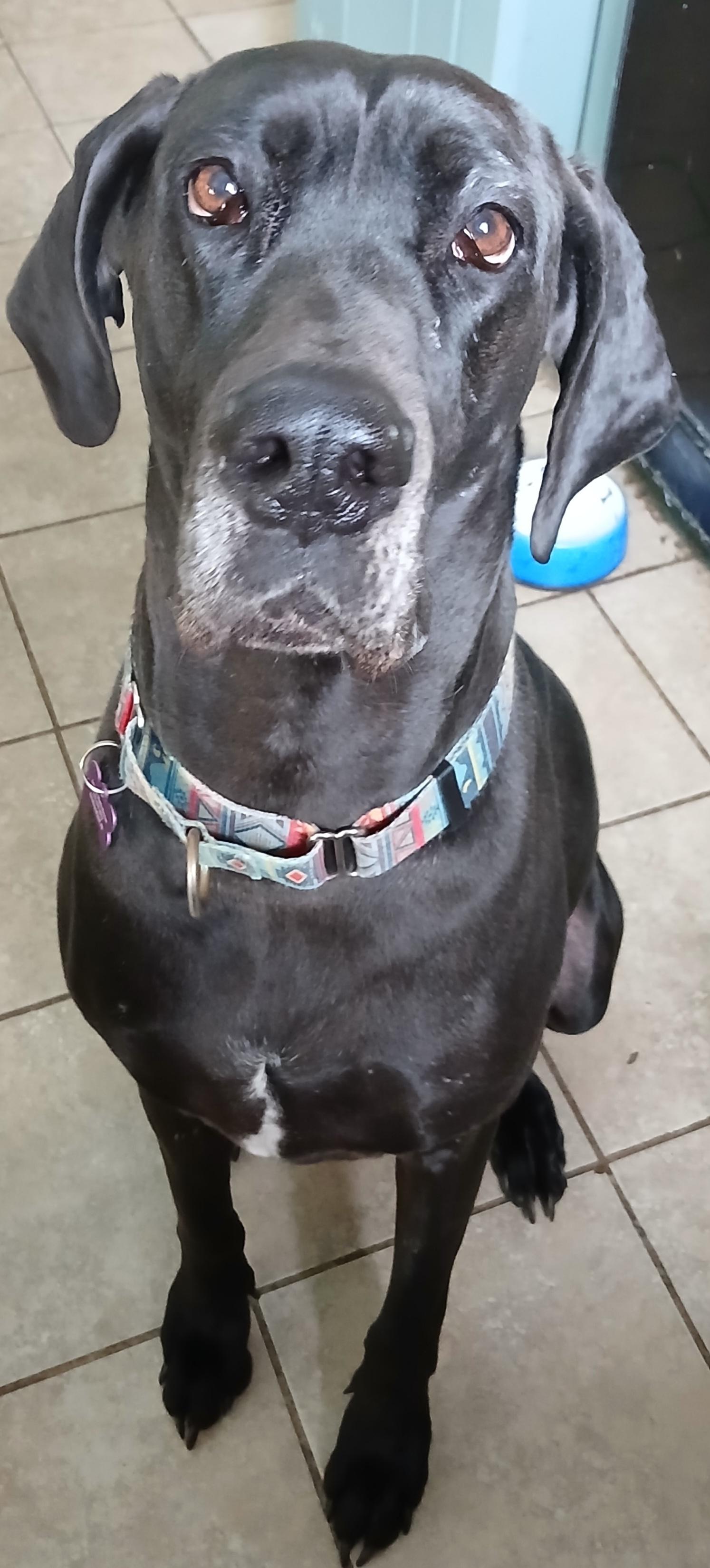 Enlarge Gracie (Great Companion Girl), a ADOPTABLE Great Dane in Newfoundland, PA image 1/5