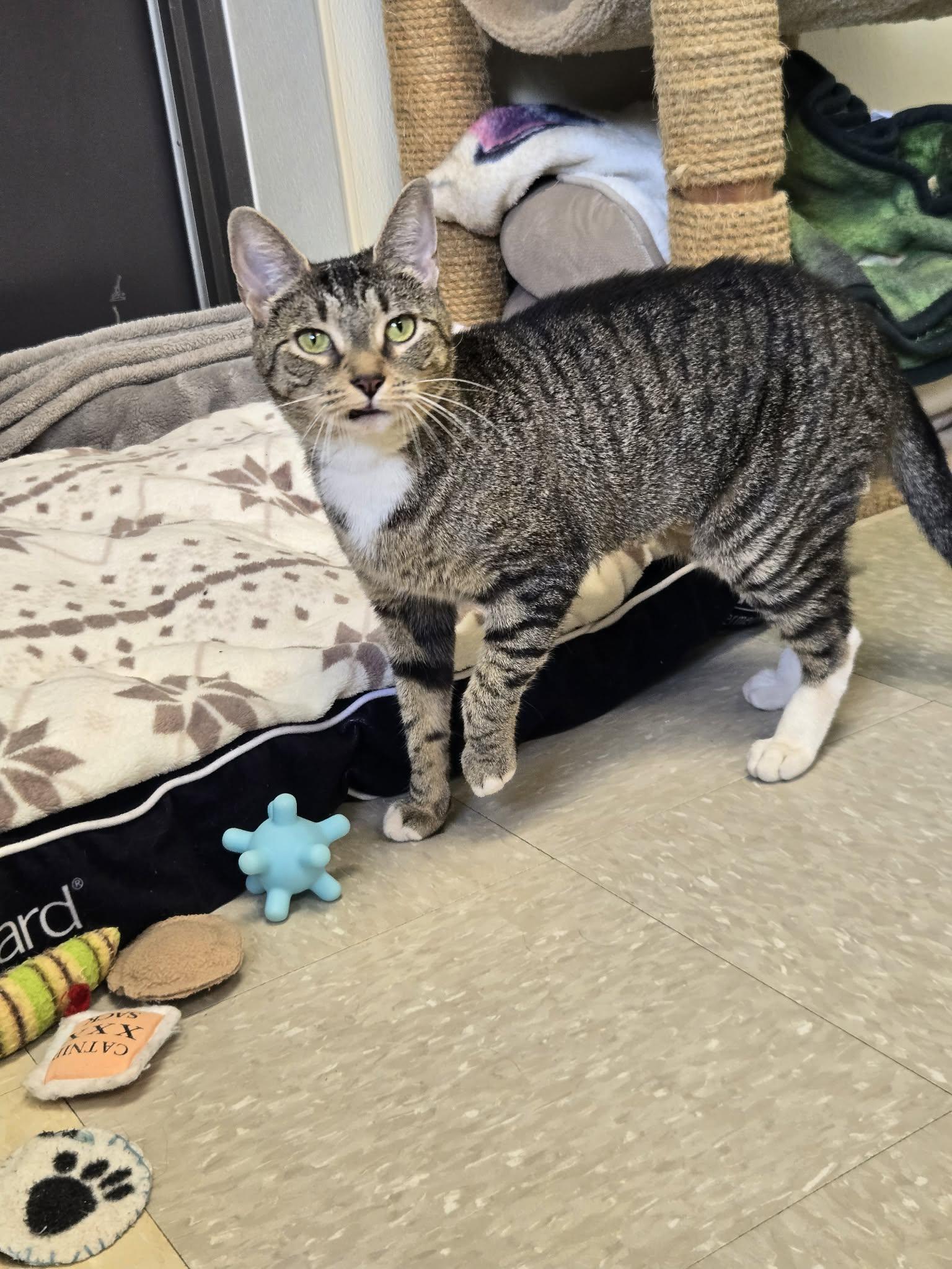 Chilli, ADOPTABLE, Young Female Domestic Short Hair.