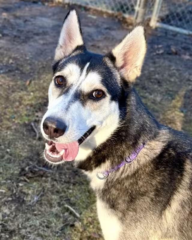 Enlarge Becky, a ADOPTABLE Siberian Husky in South Kingstown, RI image 1/2