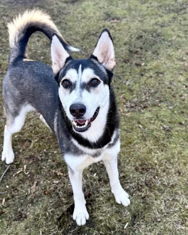 Enlarge Becky, a ADOPTABLE Siberian Husky in South Kingstown, RI image 2/2