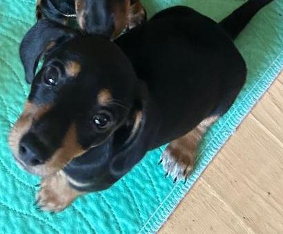 Enlarge WOODY PUP, a Adoptable Dachshund in Georgetown, KY image 1/1