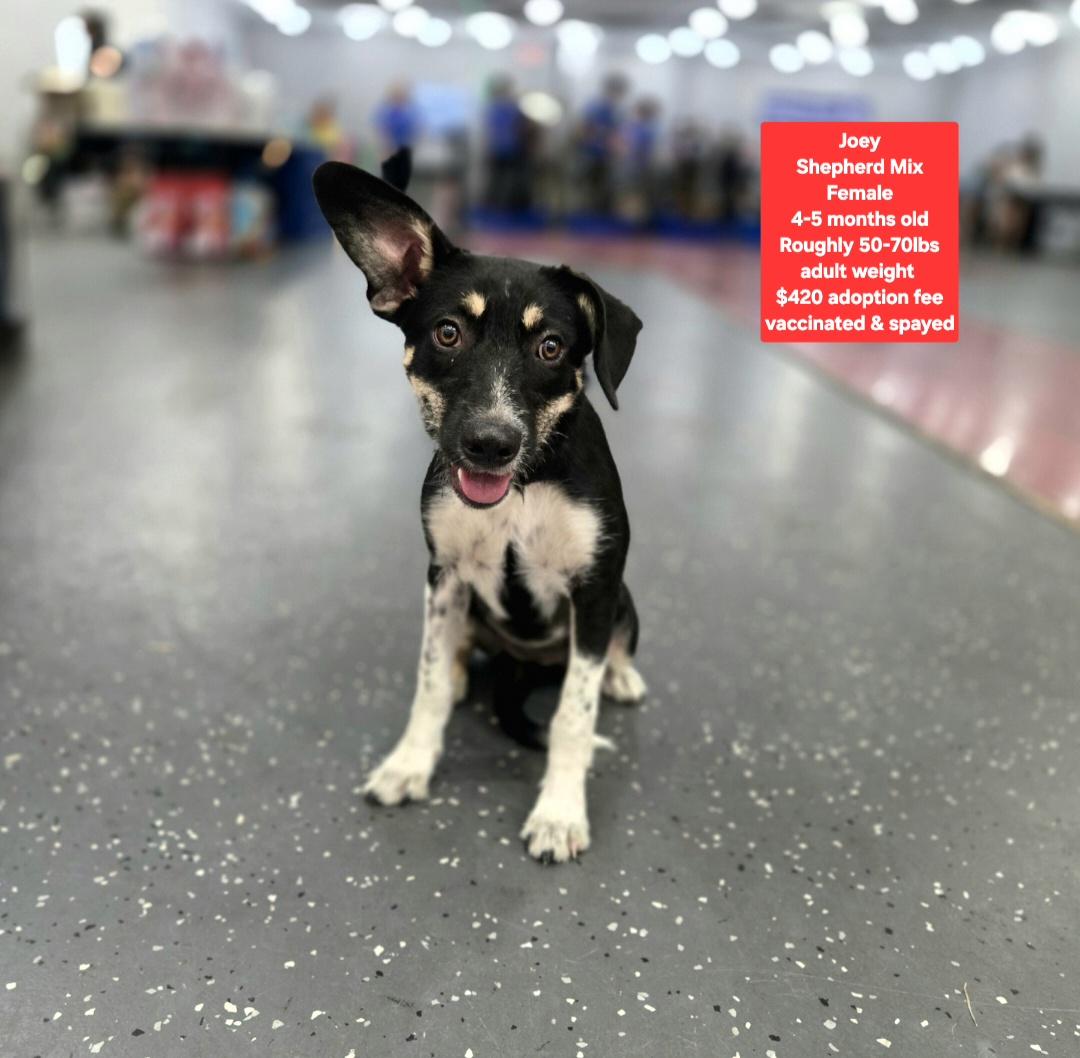 Enlarge Joey, a Adoptable mixed breed in Oviedo, FL image 1/1
