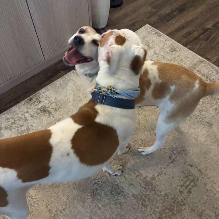 Enlarge Hildy, a Adoptable mixed breed in Yonkers, NY image 3/5