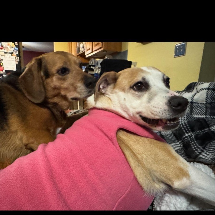 Enlarge Hildy, a Adoptable mixed breed in Yonkers, NY image 5/5