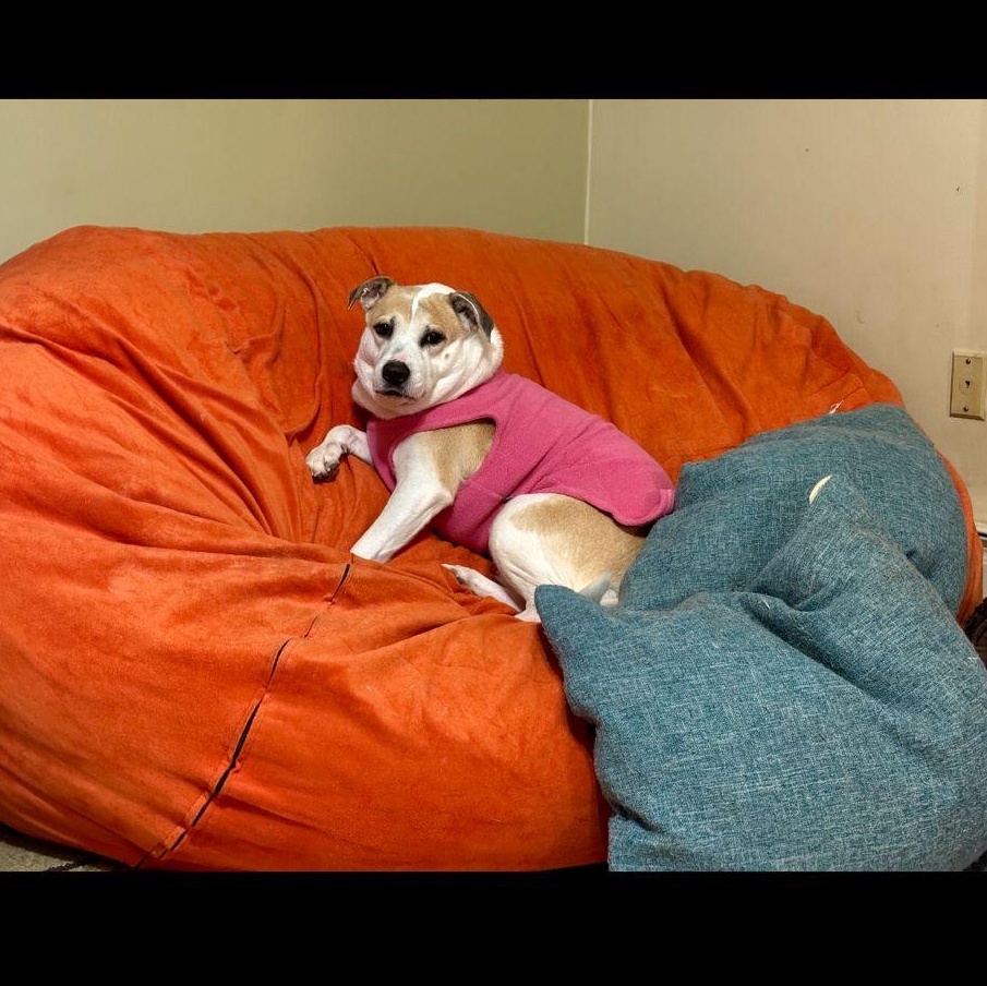 Enlarge Hildy, a Adoptable mixed breed in Yonkers, NY image 4/5