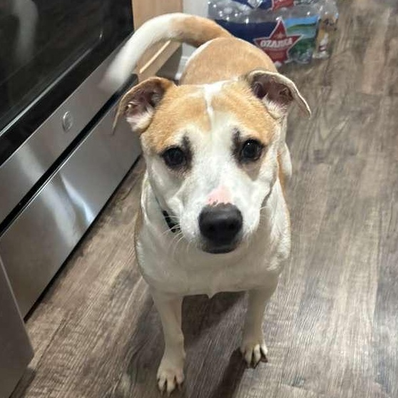 Enlarge Hildy, a Adoptable mixed breed in Yonkers, NY image 1/5