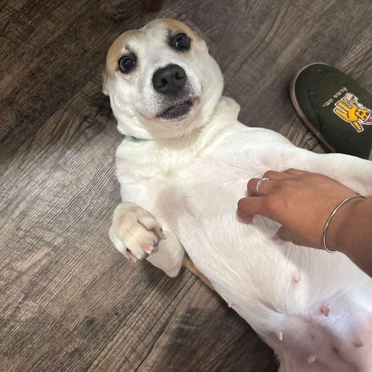 Enlarge Hildy, a Adoptable mixed breed in Yonkers, NY image 2/5