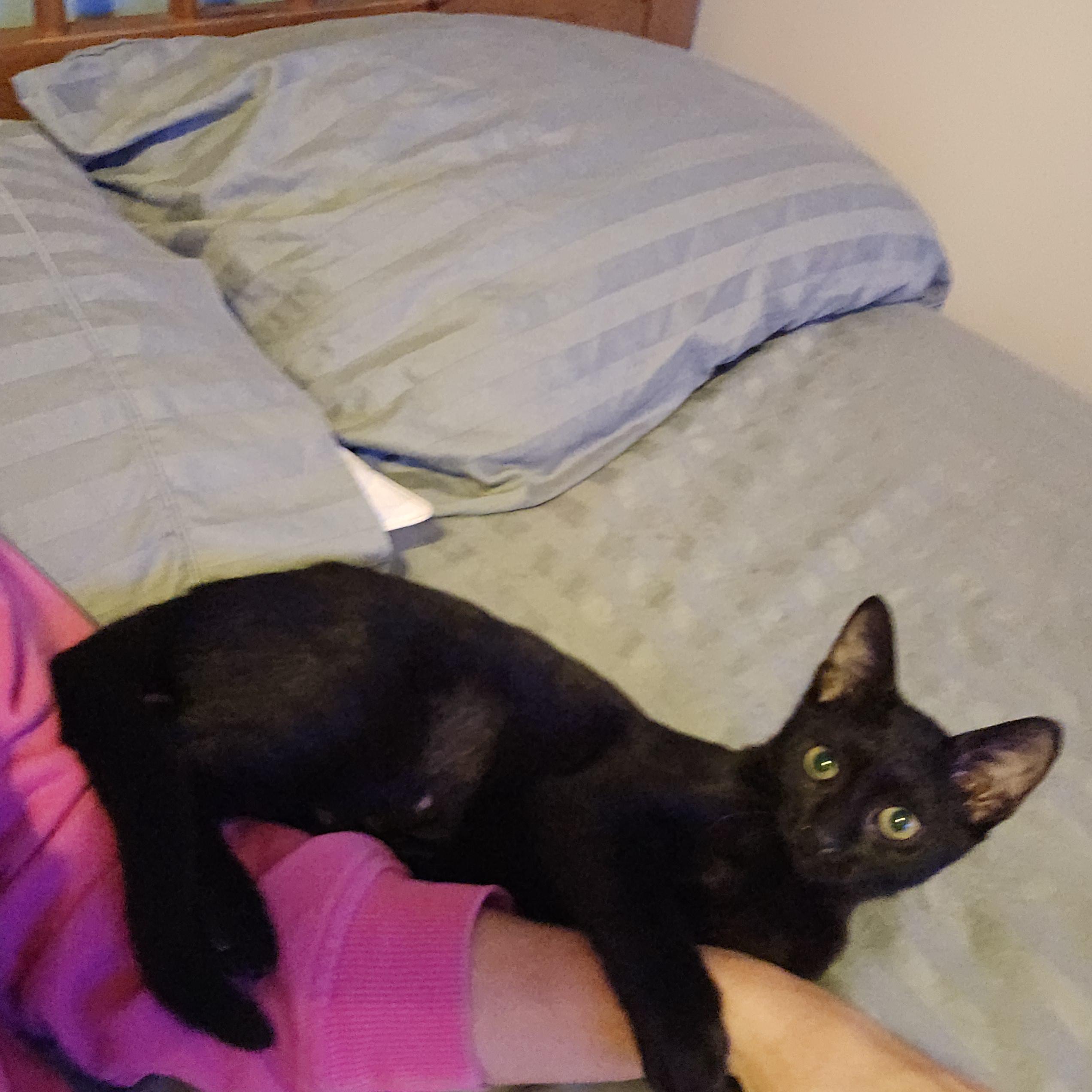 Enlarge Gemma Luv Bug, a Adoptable Domestic Short Hair in Woodbridge, NJ image 2/4