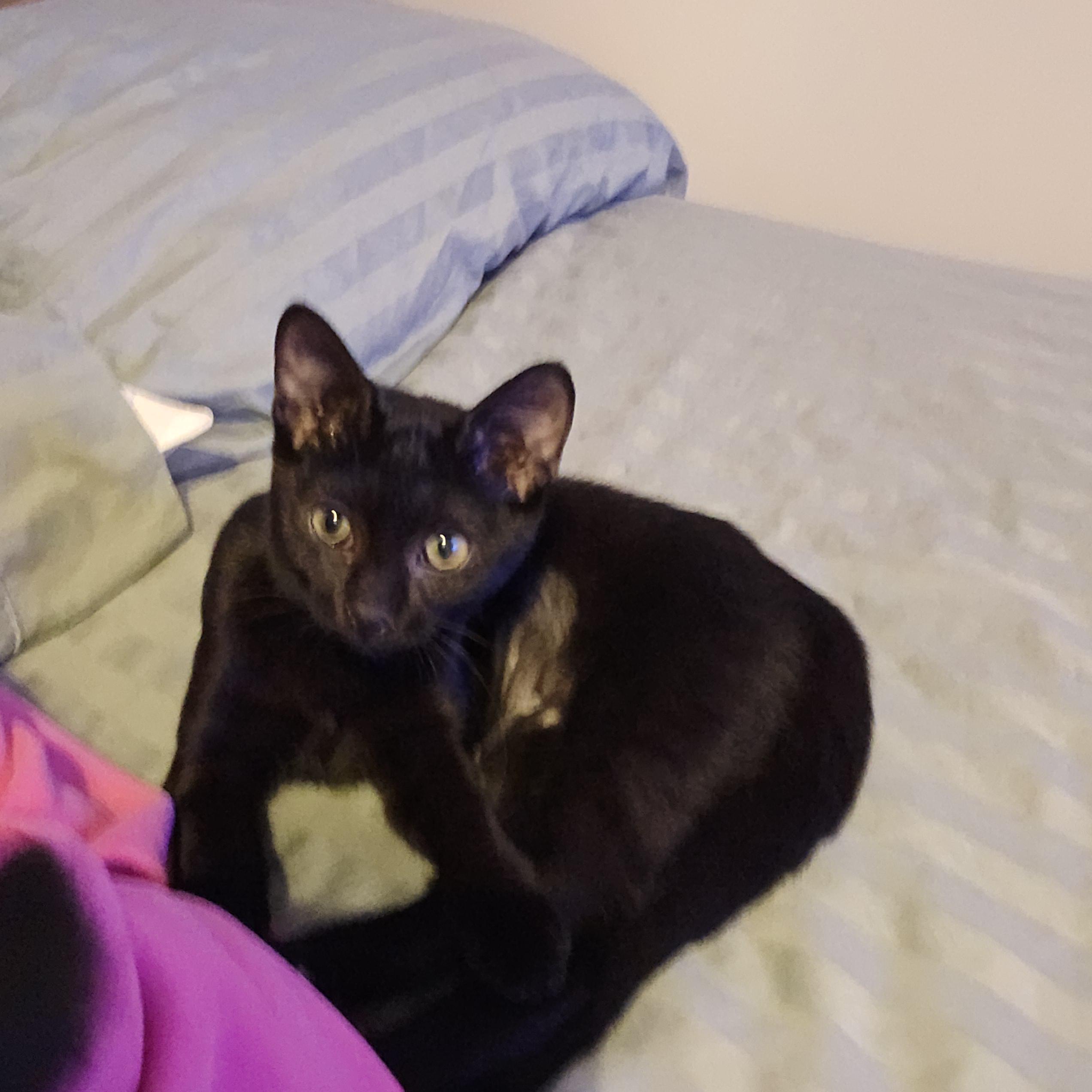 Gemma Luv Bug, Adoptable, Kitten Female Domestic Short Hair.