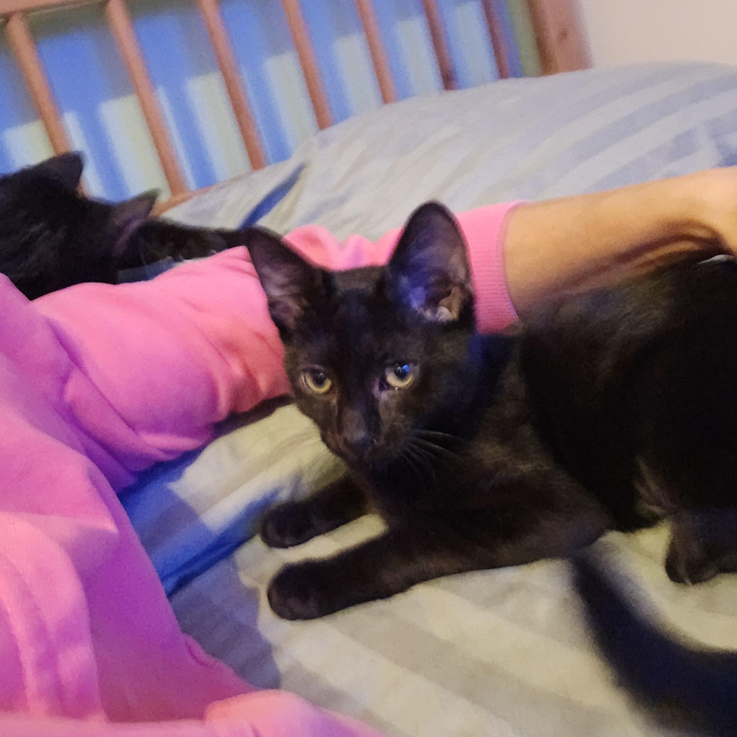 Enlarge Gemma Luv Bug, a Adoptable Domestic Short Hair in Woodbridge, NJ image 3/4