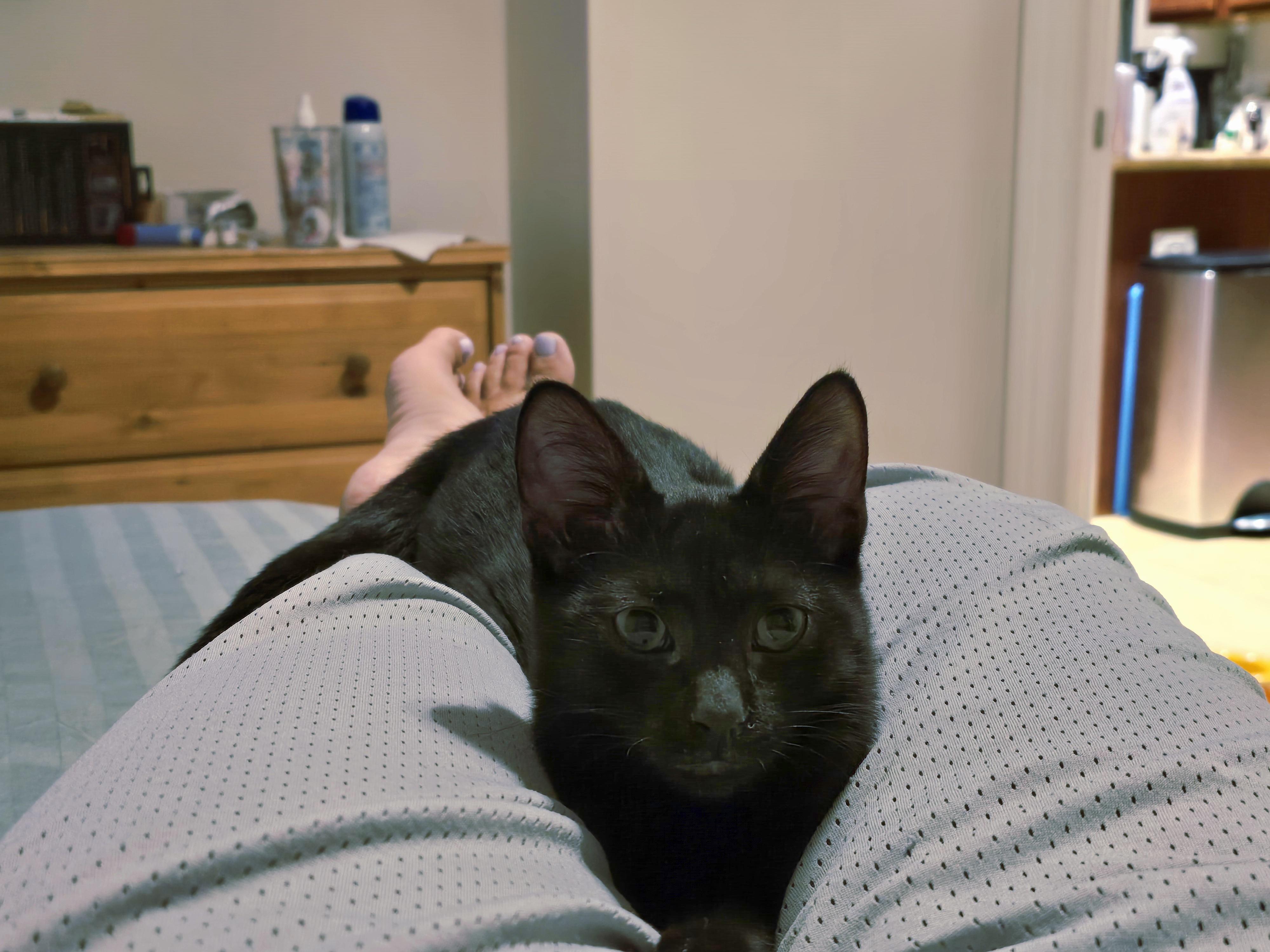 Enlarge Gemma Luv Bug, a Adoptable Domestic Short Hair in Woodbridge, NJ image 4/4