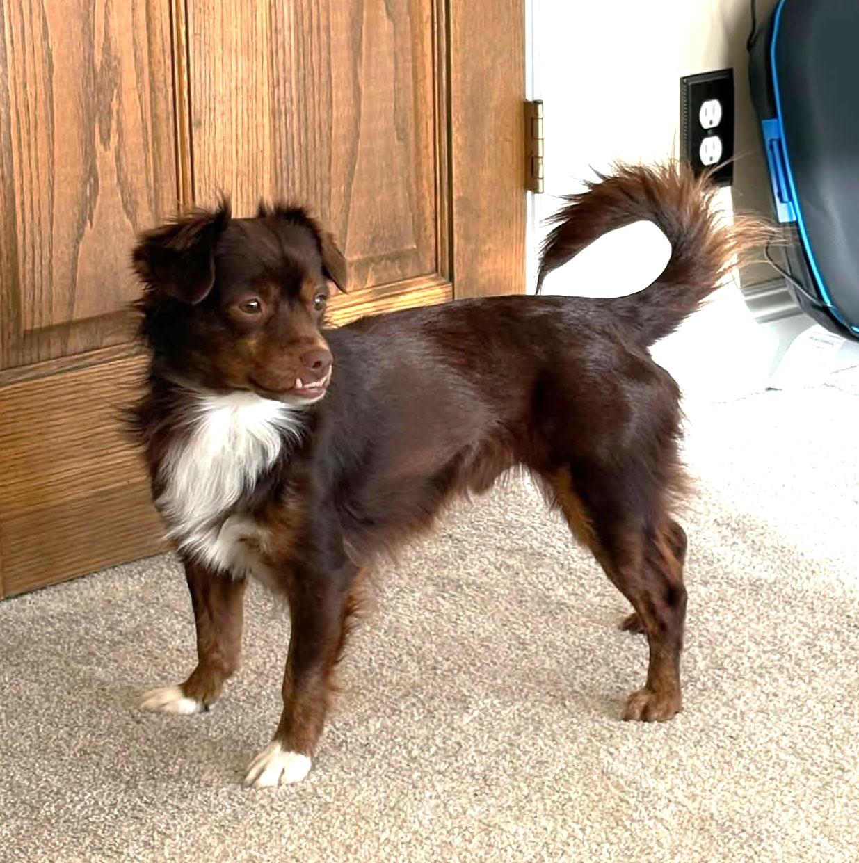 Enlarge Thor, a Adoptable mixed breed in Eugene, OR image 2/4