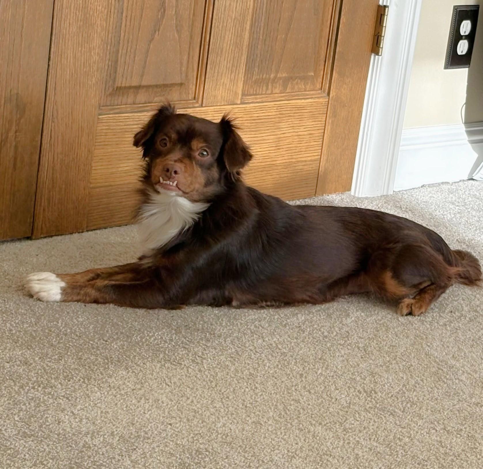 Thor, Adoptable, Adult Male Chihuahua.