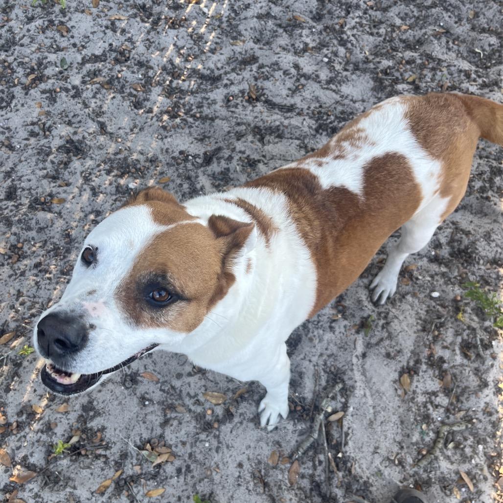 Bonnie, Adoptable, Adult Female Mixed Breed.