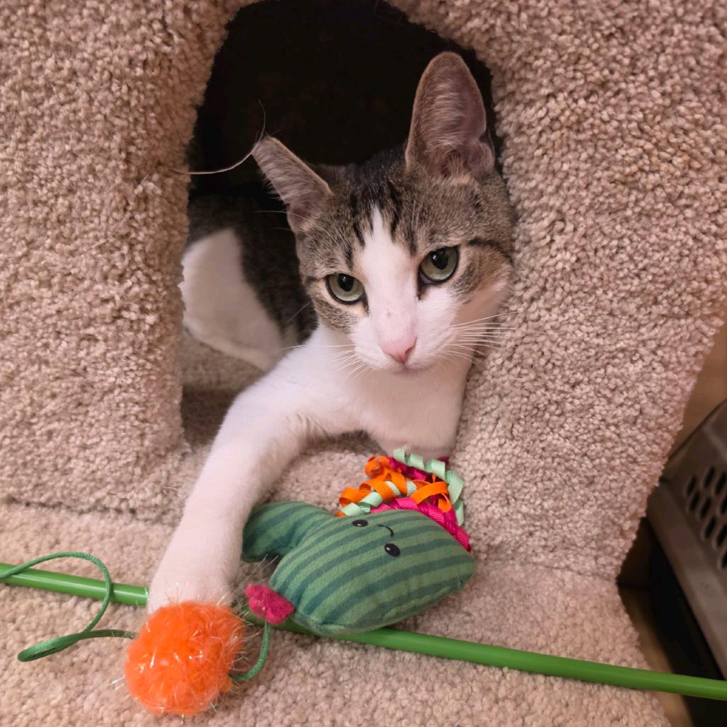 Enlarge Lady, a Adoptable Domestic Short Hair in Fayetteville, GA image 1/1