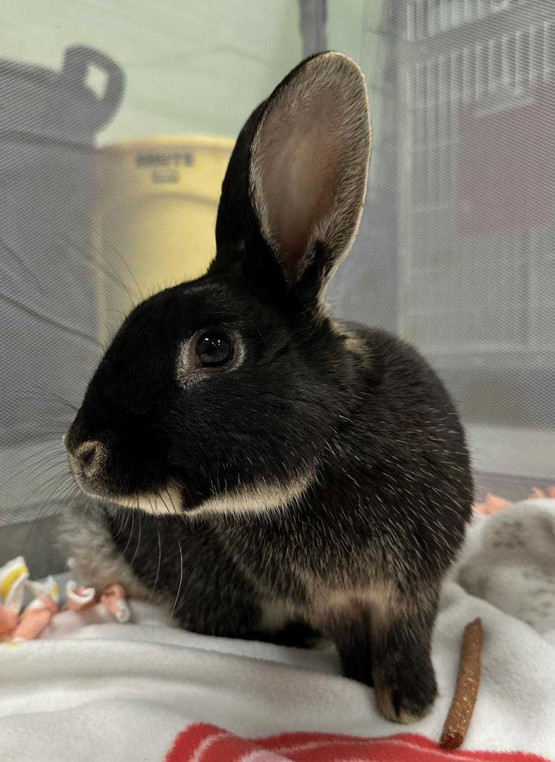 Martin, Adoptable, Young Male Silver Marten & American.