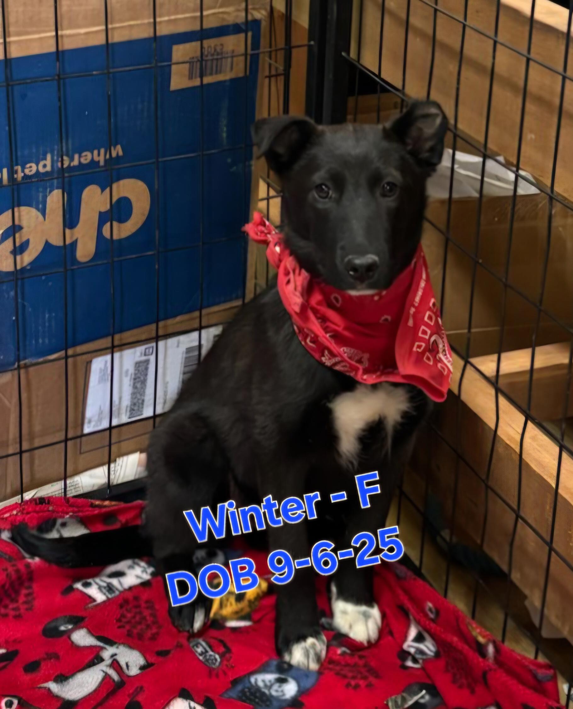 Enlarge Winter, a Adoptable mixed breed in Nucla, CO image 1/1
