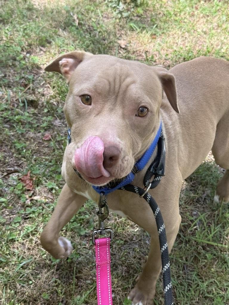 Princess, a ADOPTABLE mixed breed in Leonardtown, MD image 6/6