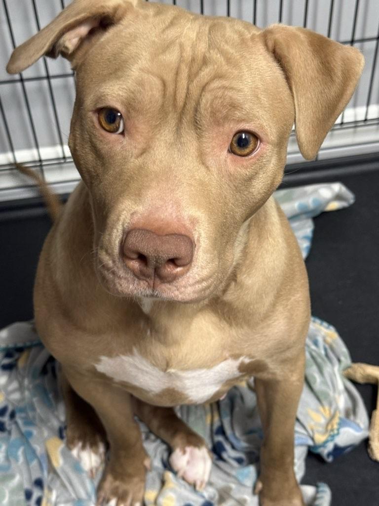 Princess, a ADOPTABLE mixed breed in Leonardtown, MD image 1/6