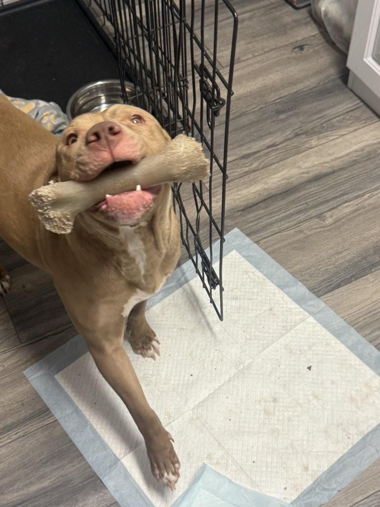 Princess, a ADOPTABLE mixed breed in Leonardtown, MD image 2/6