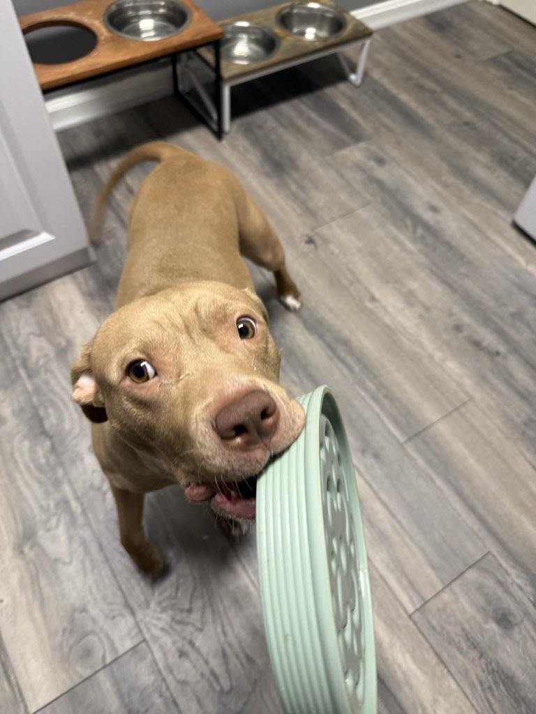 Princess, a ADOPTABLE mixed breed in Leonardtown, MD image 3/6