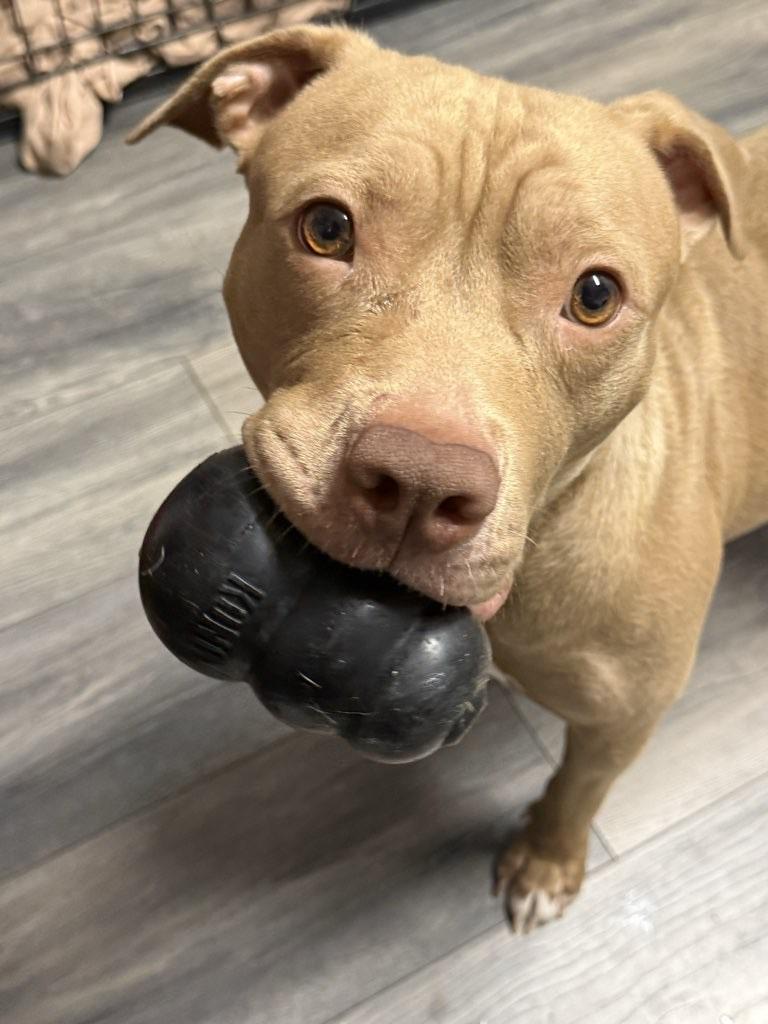 Princess, a ADOPTABLE mixed breed in Leonardtown, MD image 4/6