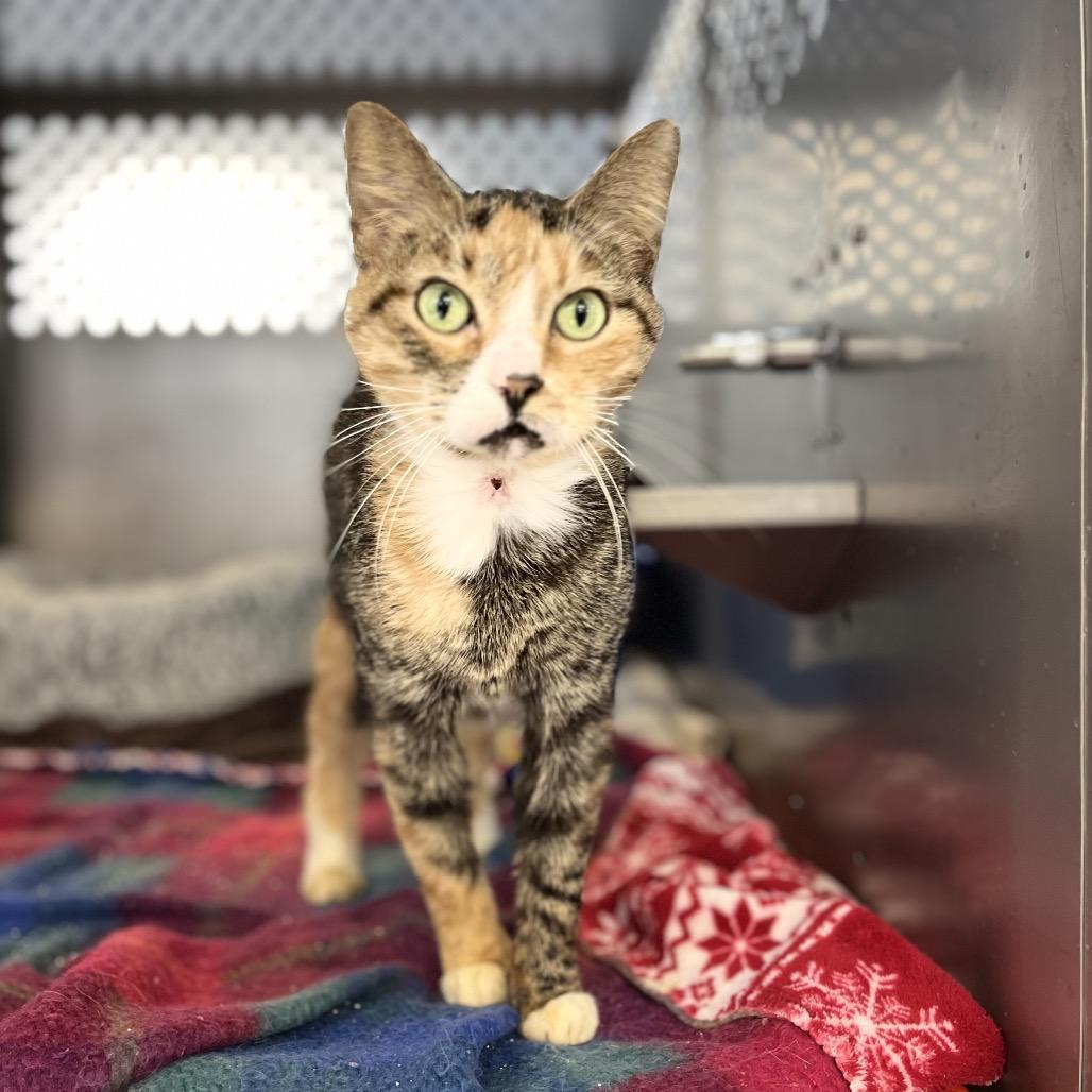 Mary, Adoptable, Adult Female Domestic Short Hair.