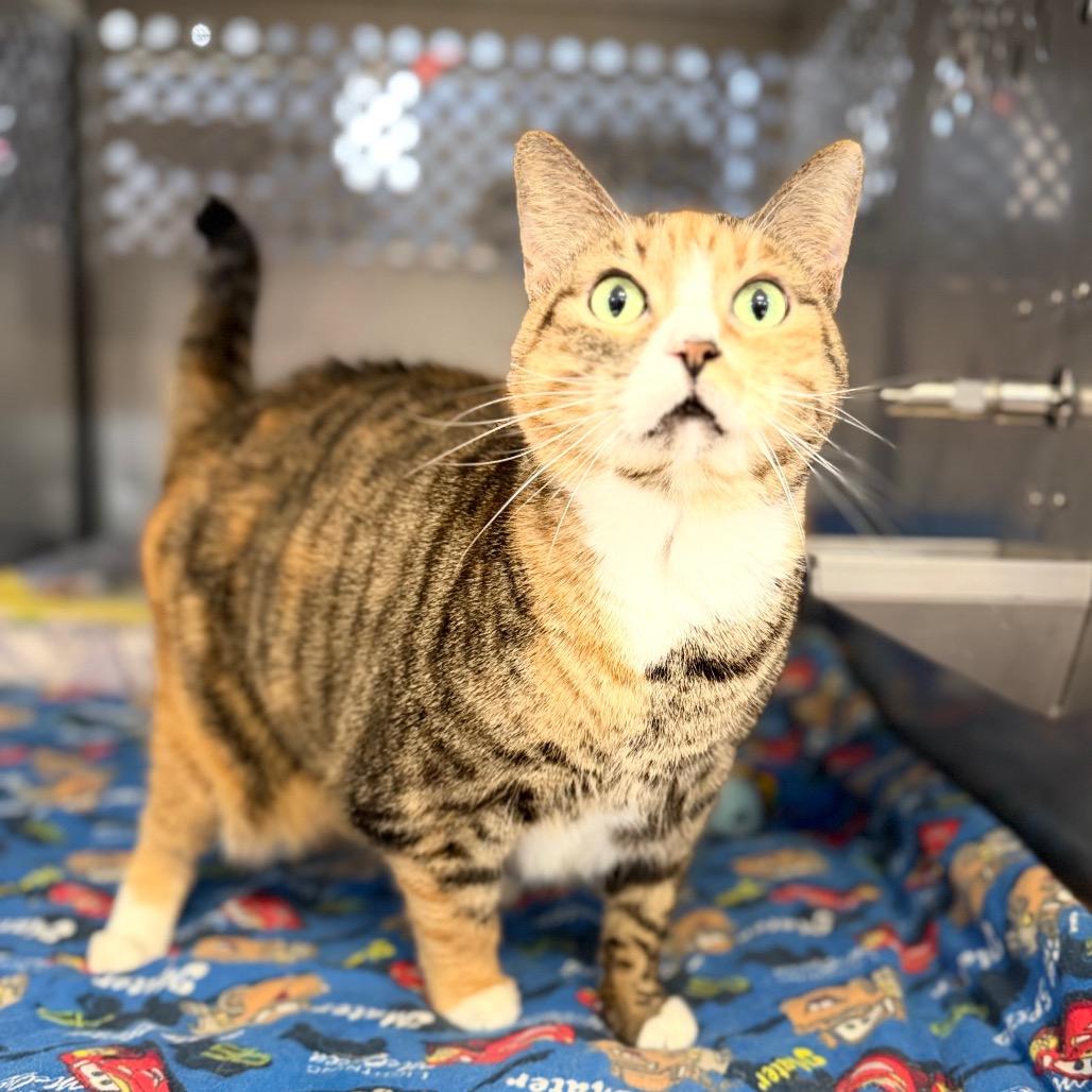 Enlarge Mary, a Adoptable Domestic Short Hair in Portage, MI image 2/2
