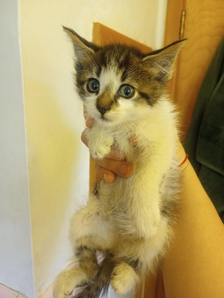 Enlarge Plum (bonded with Coconut), a Adoptable Domestic Medium Hair in Oak Park, MI image 1/3