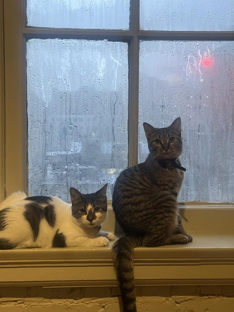 Enlarge Plum (bonded with Coconut), a Adoptable Domestic Medium Hair in Oak Park, MI image 2/3