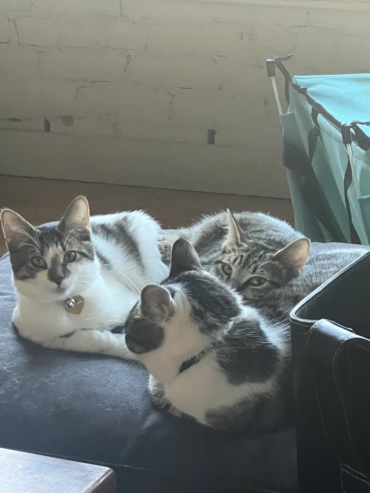 Enlarge Plum (bonded with Coconut), a Adoptable Domestic Medium Hair in Oak Park, MI image 3/3