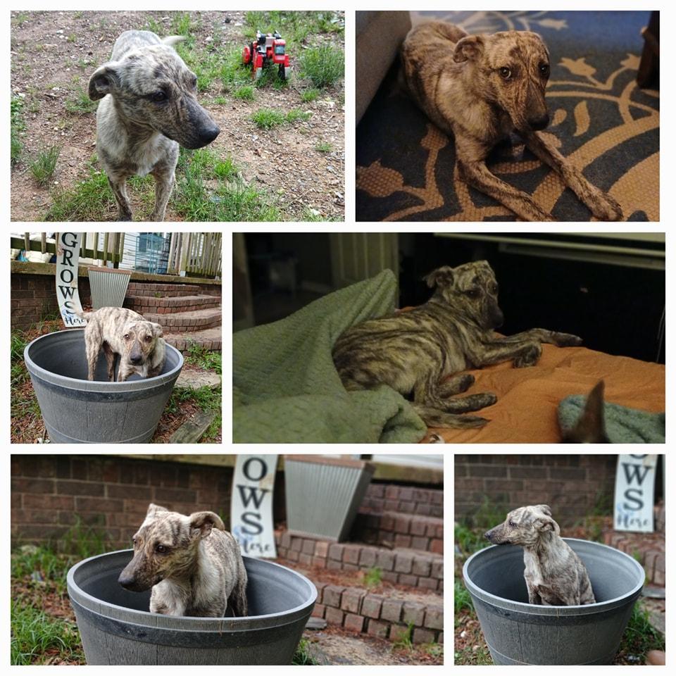 Toby, an adoptable Mountain Cur & Hound Mix in Lonsdale, AR_image-1
