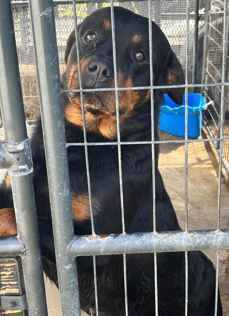 PANDORA, Adoptable, Adult Female Rottweiler.