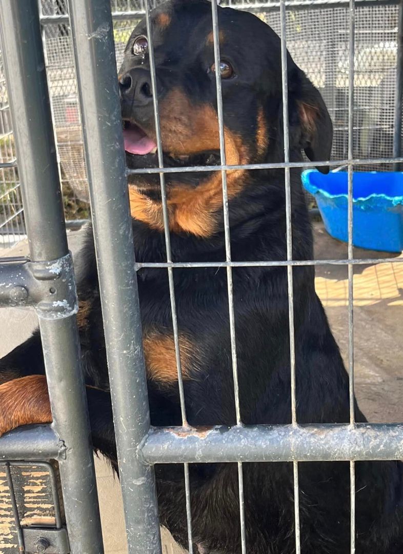 PANDORA, a Adoptable Rottweiler in Chapel Hill, NC image 2/4