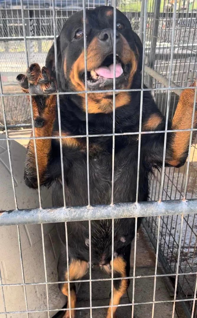 PANDORA, a Adoptable Rottweiler in Chapel Hill, NC image 3/4