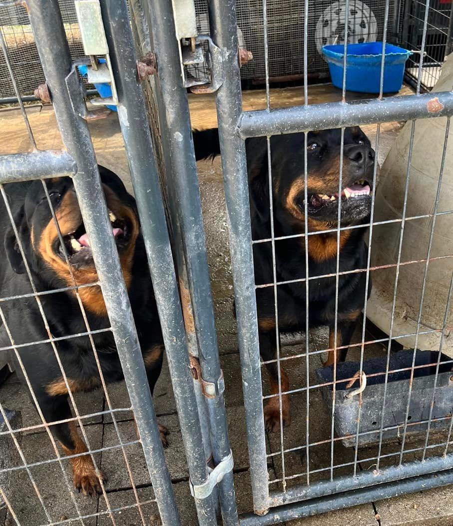 PANDORA, a Adoptable Rottweiler in Chapel Hill, NC image 4/4