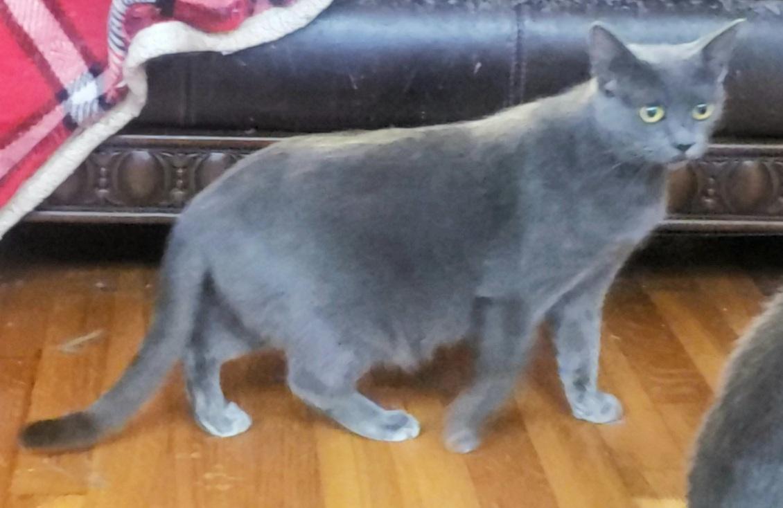 Enlarge Irina #petite-sweetheart, an adoptable mixed breed in Houston, TX image 5/5