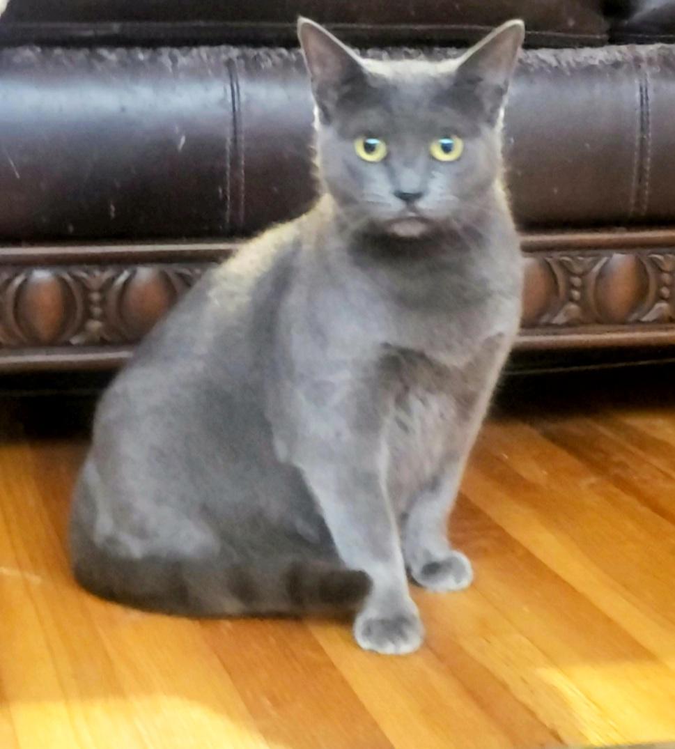 Enlarge Irina #petite-sweetheart, an adoptable mixed breed in Houston, TX image 1/5