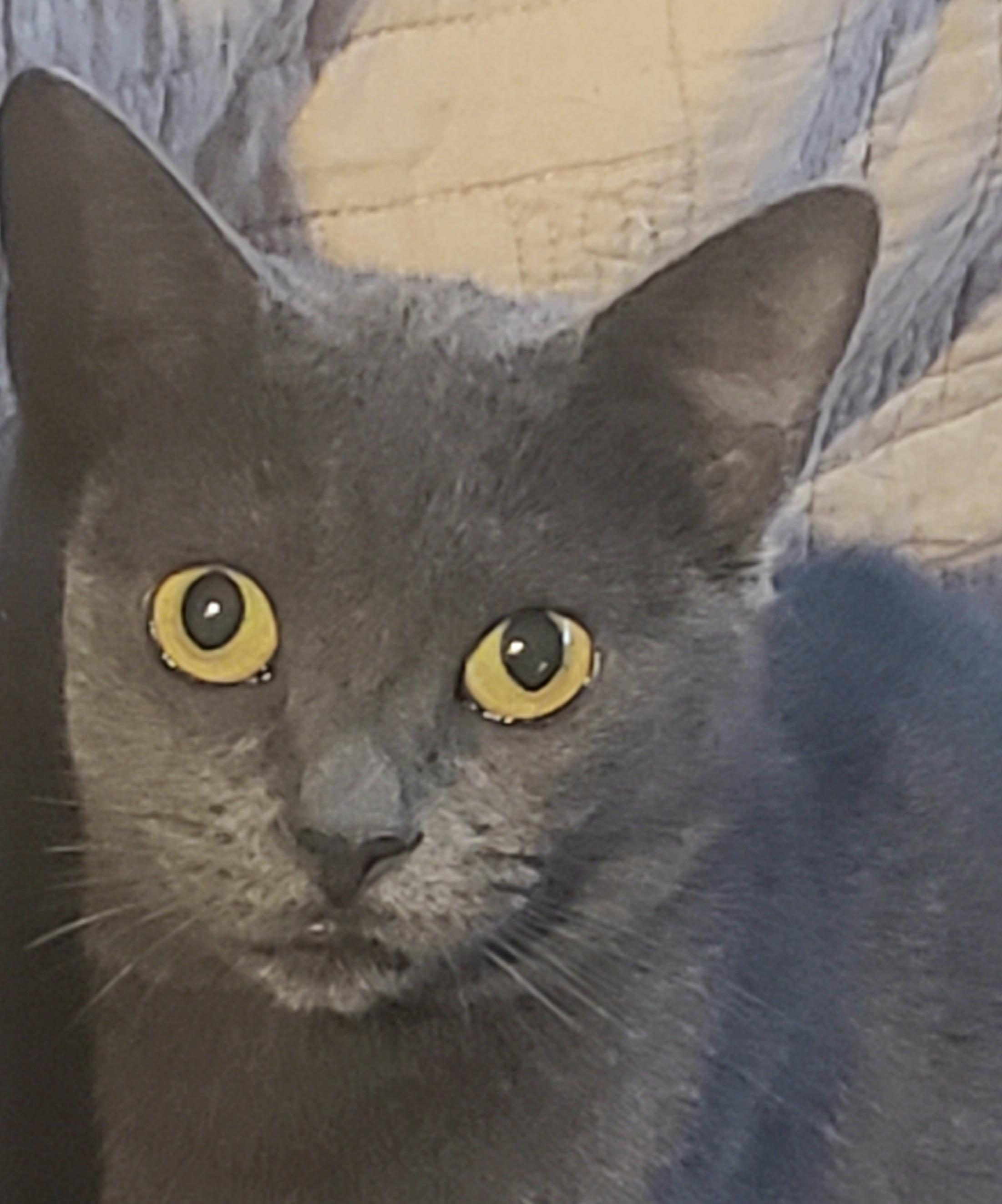 Enlarge Irina #petite-sweetheart, an adoptable mixed breed in Houston, TX image 2/5